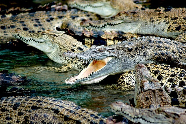 Crocodiles Fram