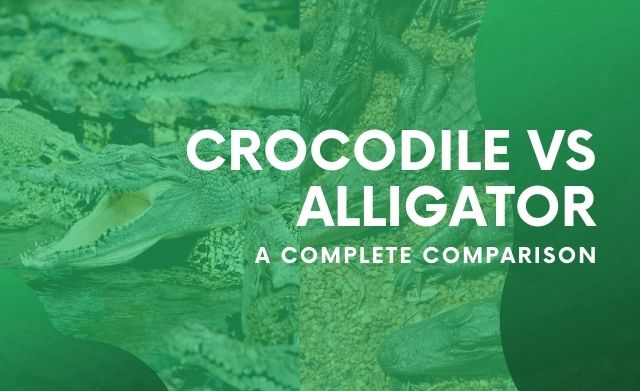difference between crocodile and alligator