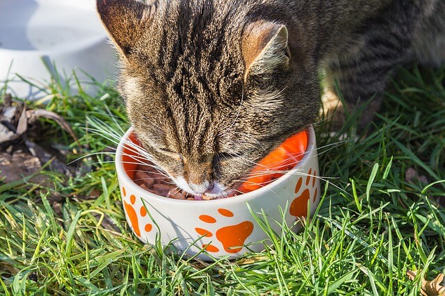 Difference between Kitten and Cat Food 6 Basic Facts