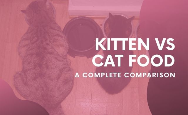 difference between kitten and cat food